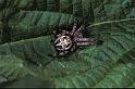 Larinioides_cornutus_P1060_Z_75_Les Gris_Frankrijk